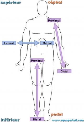 Proximal Body, 1 Each