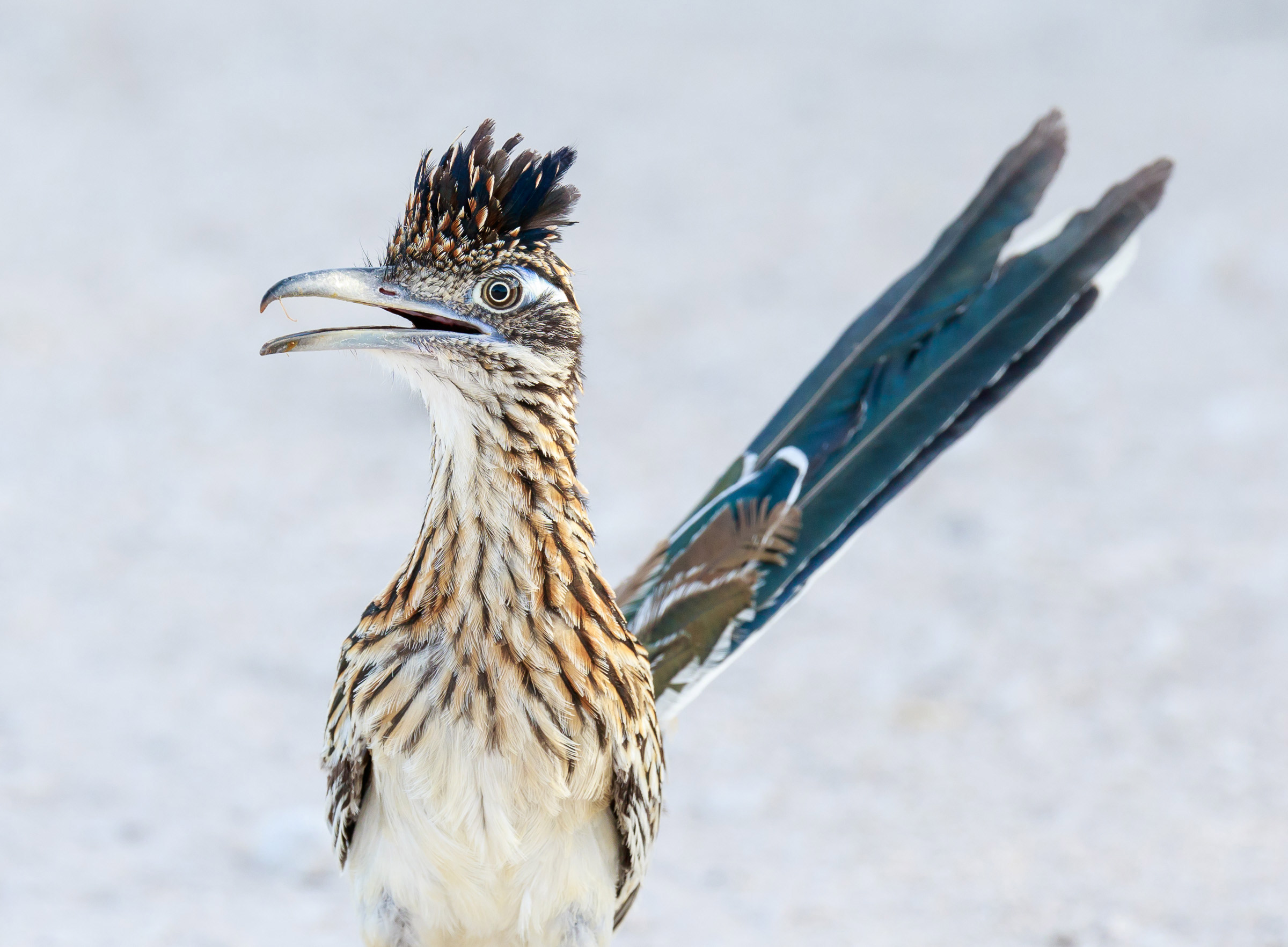 Roadrunner Uniglide Hydrophilic Wire Guide, 1 Each