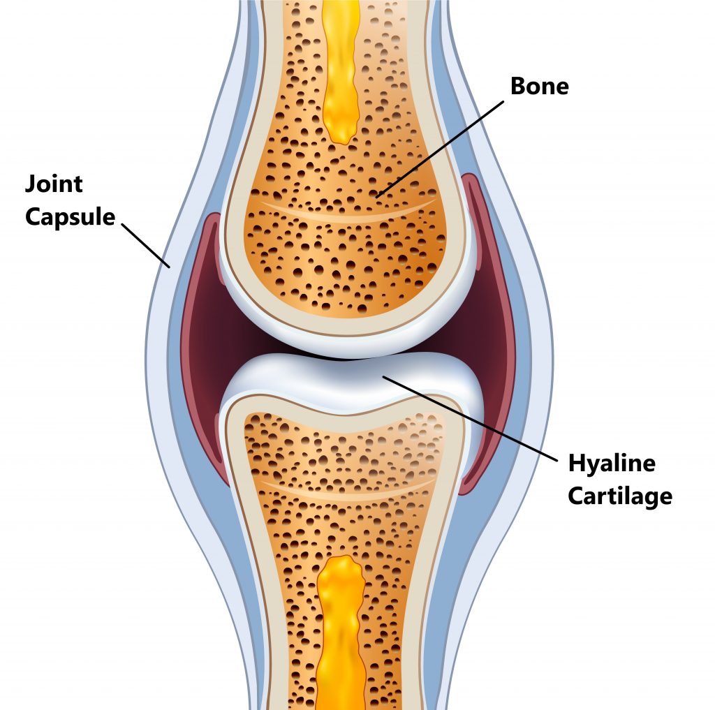 Cartilage and Tissue Knife