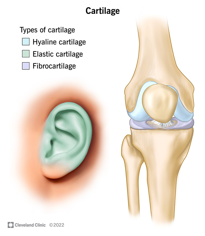 Cartilage and Tissue Knife