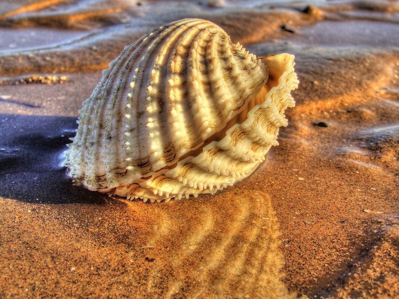 Shell