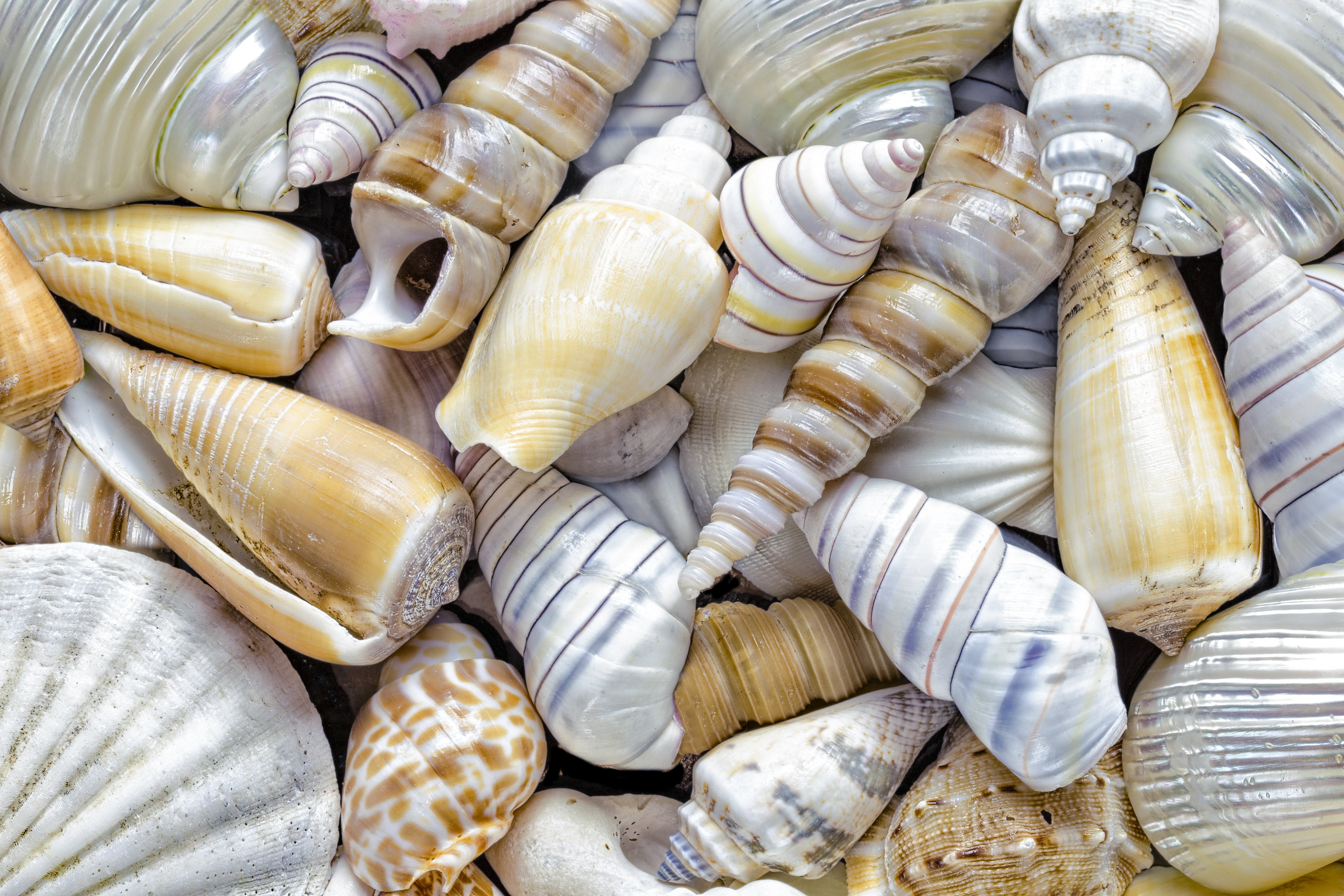Shell