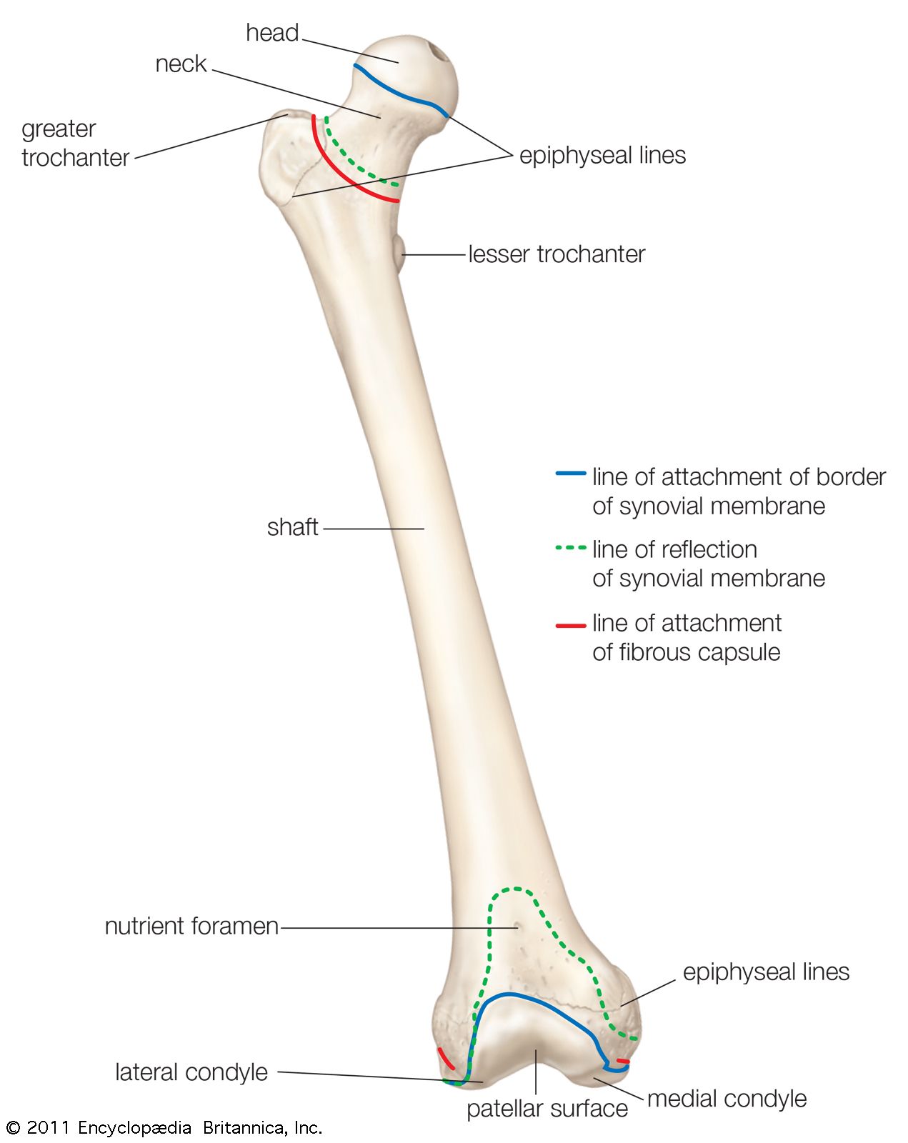 Femur Recutting Guide