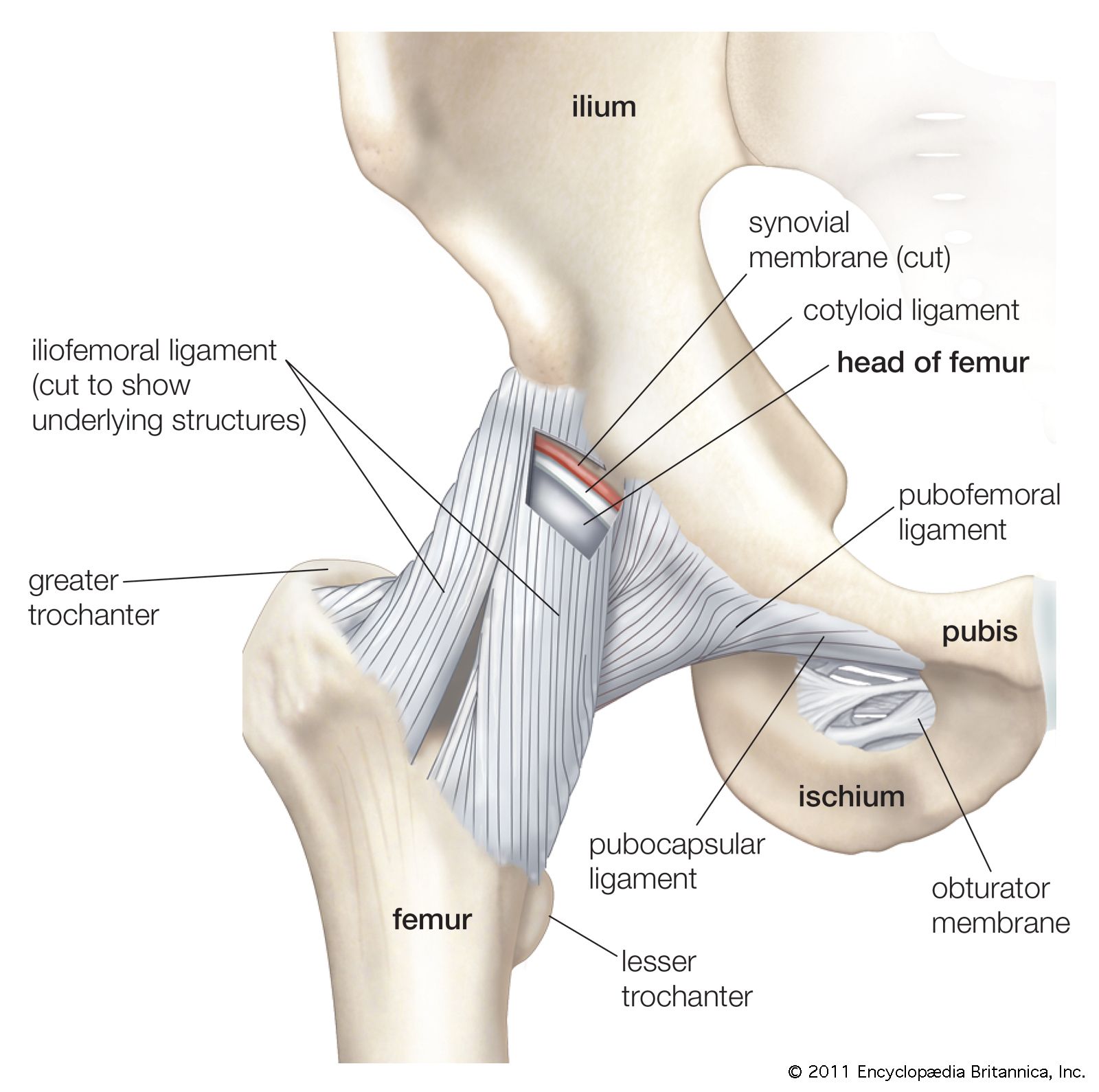 Ligament TensionGauge