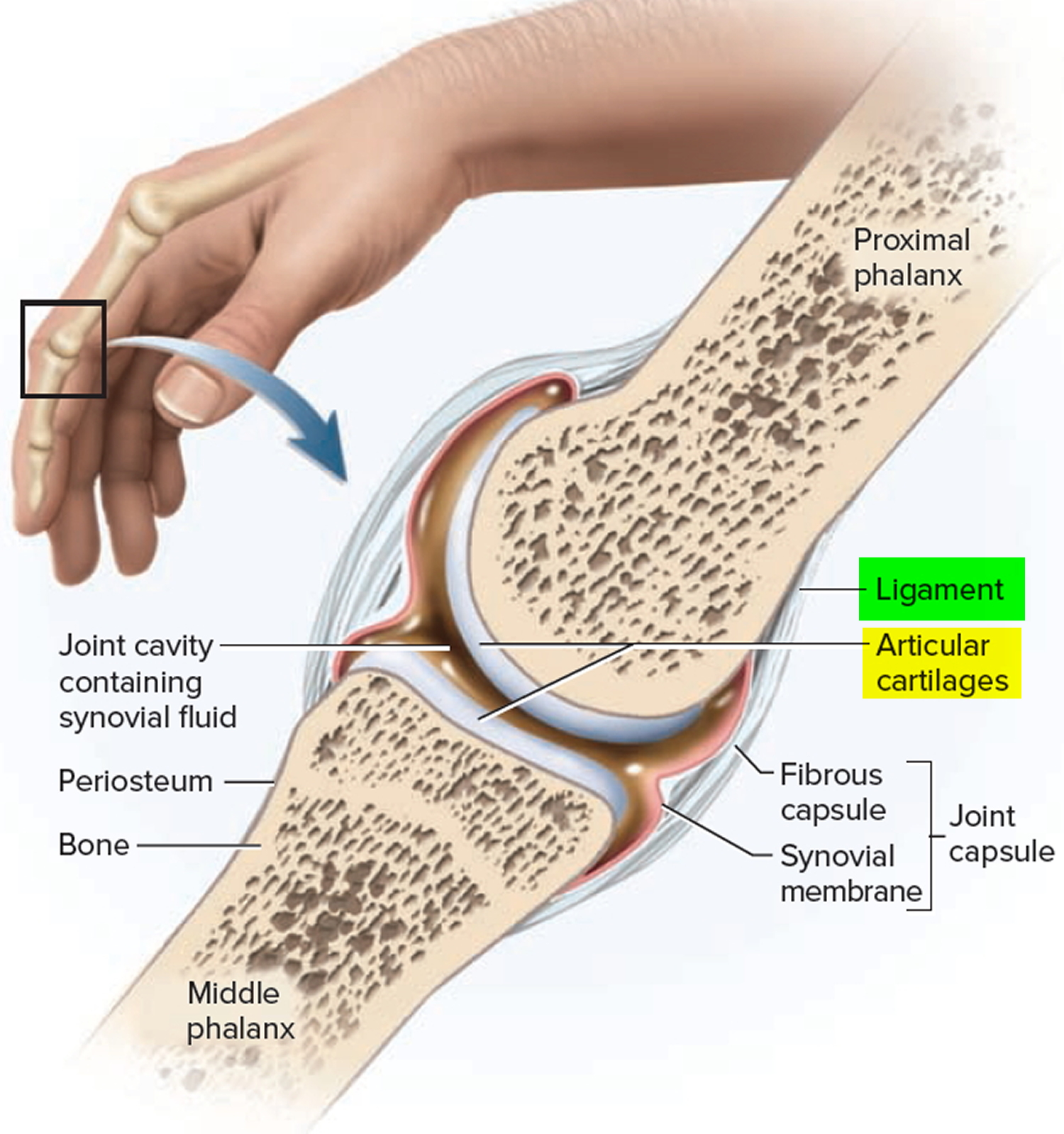 Ligament TensionGauge