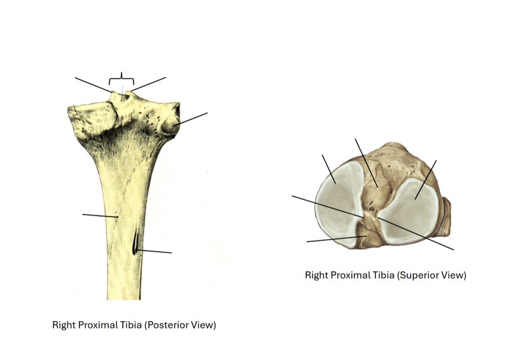 Predriver for Proximal Tibia
