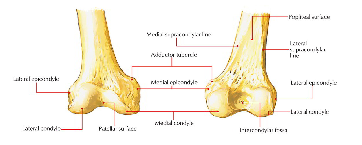 Condyle Cap
