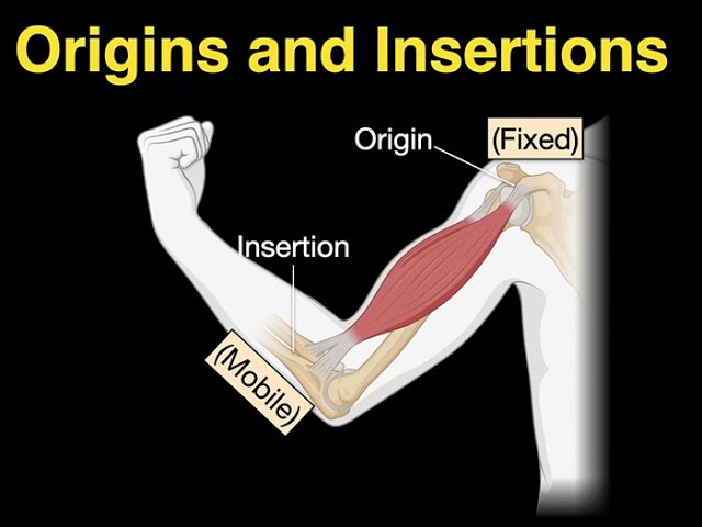 Insertion Forceps