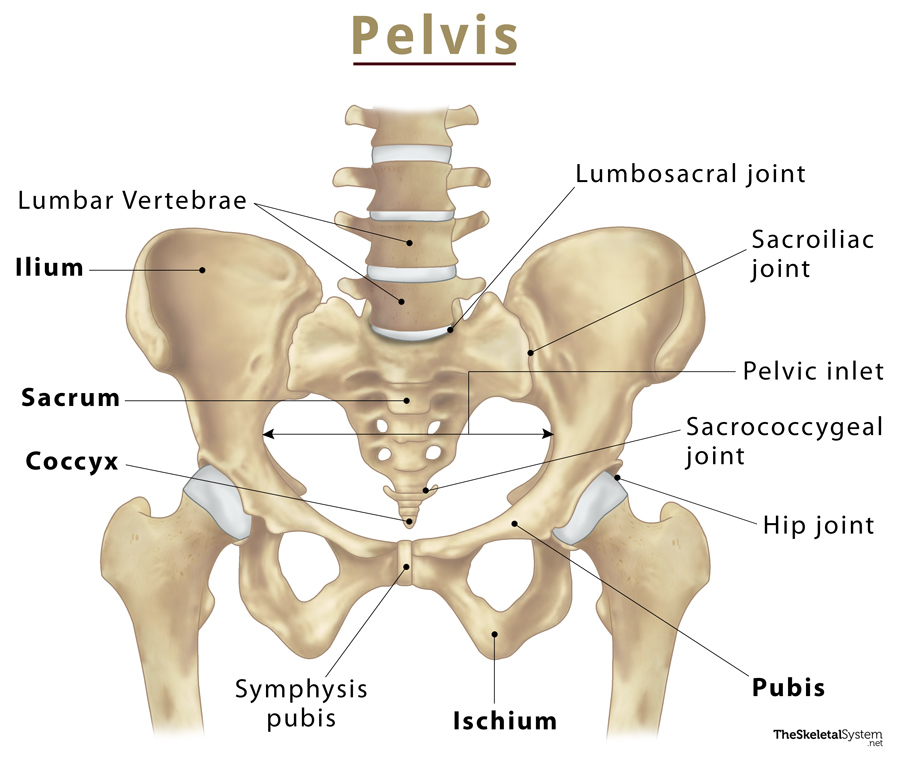 Pelvis Support