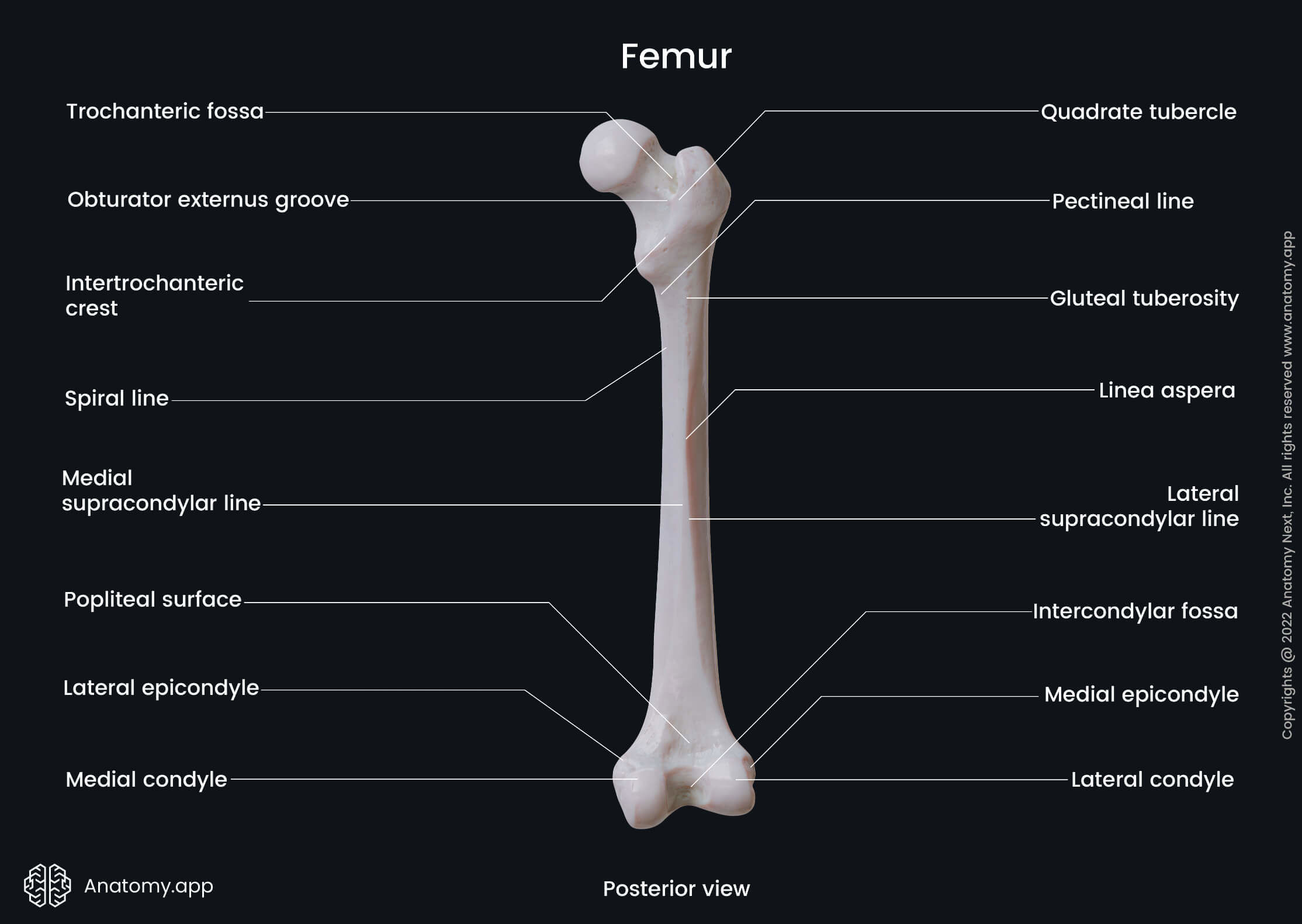 Femur Guide