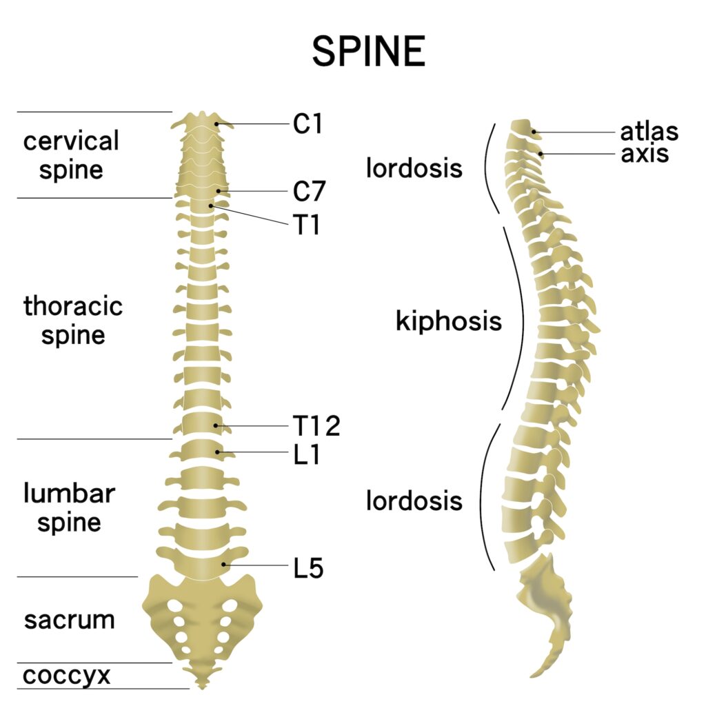 SPINE SET 9734040 L2-L5 REPLACEMENT
