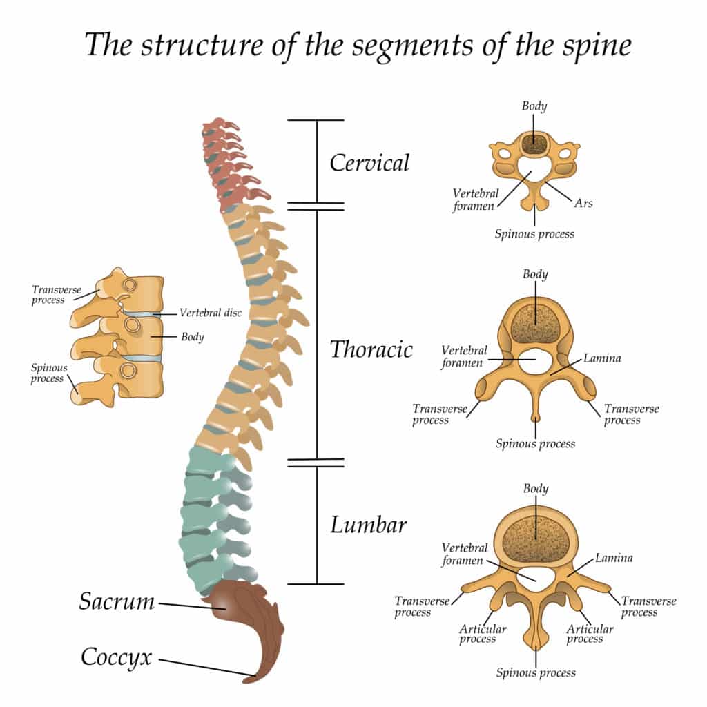 SPINE SET 9734041 SACRUM REPLACEMENT