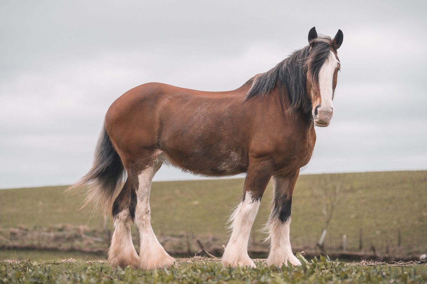 CLYDESDALE PTC 18MM, 0 DEG, 12MM X 40MM