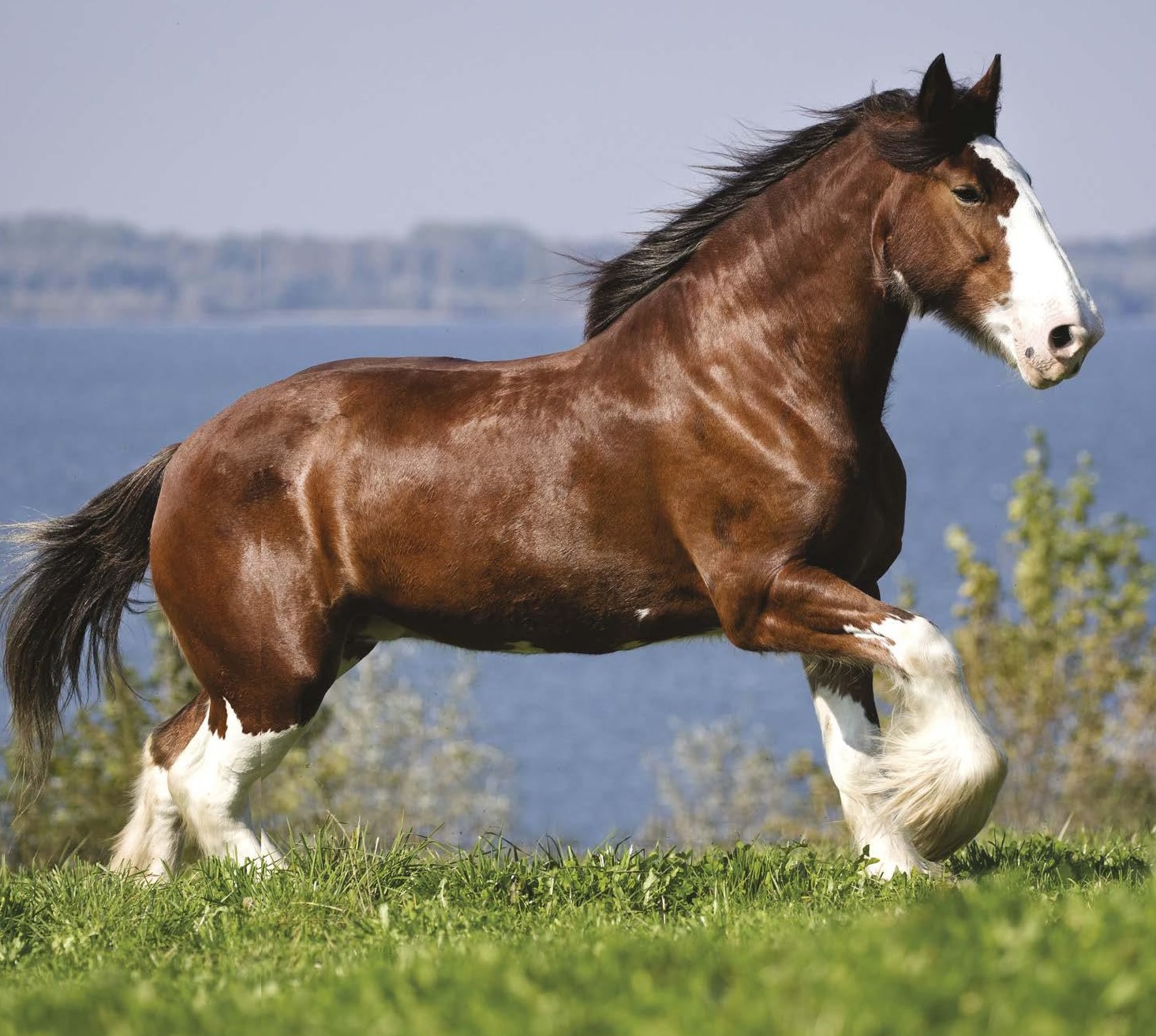 CLYDESDALE PTC 18MM, 6 DEG, 8MM X 50MM