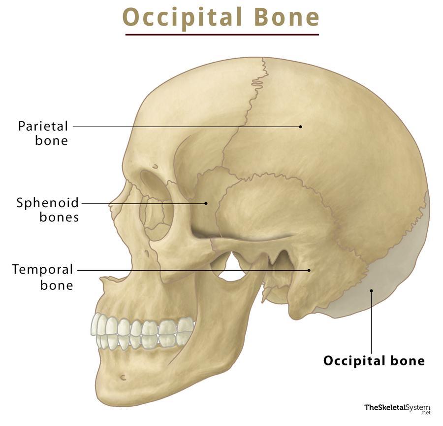 OCCIPITAL 3600201 PRE CURVED TI 3.5X200