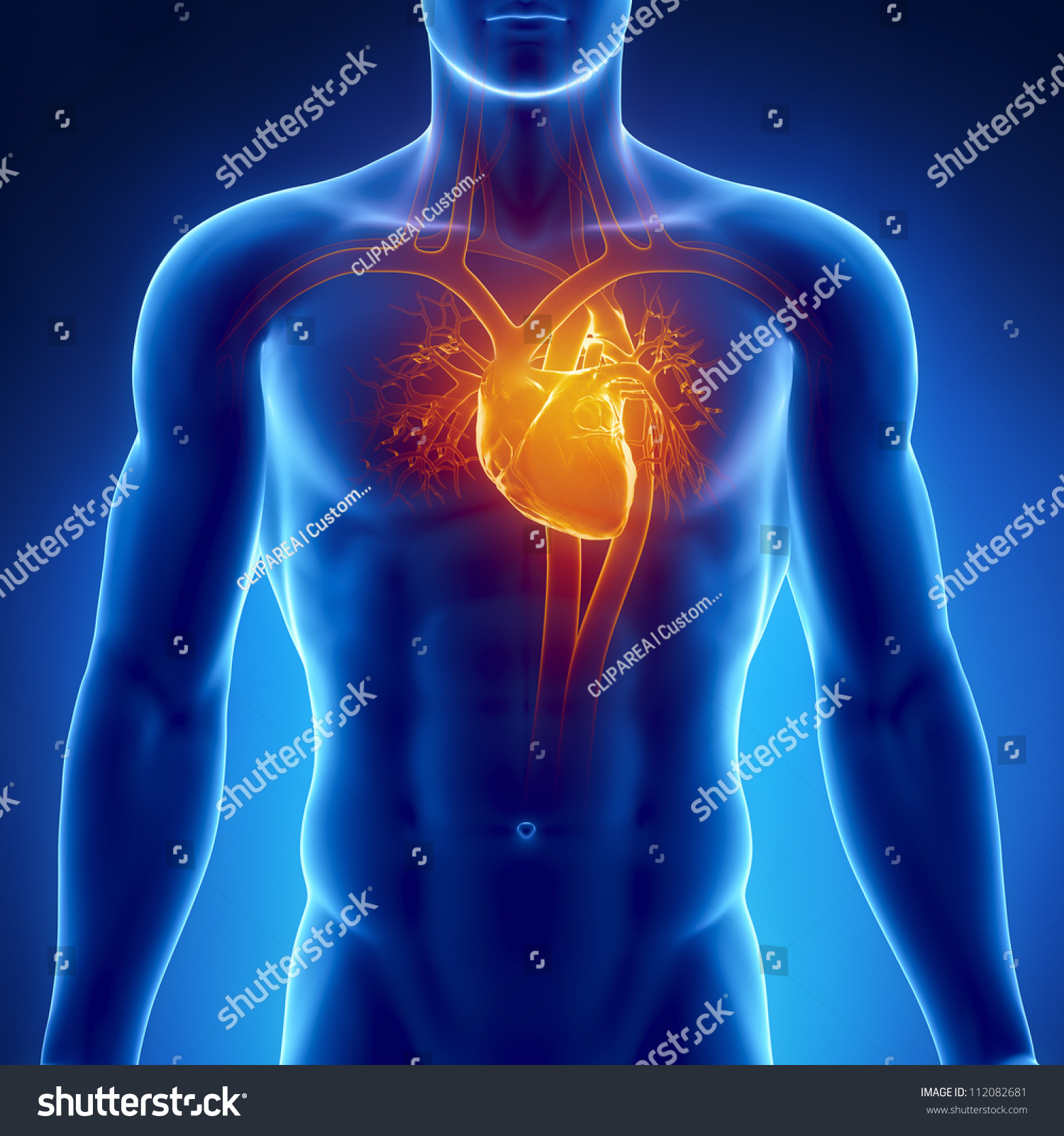 HEART POSITIONER HP3000 STARFISH EVO