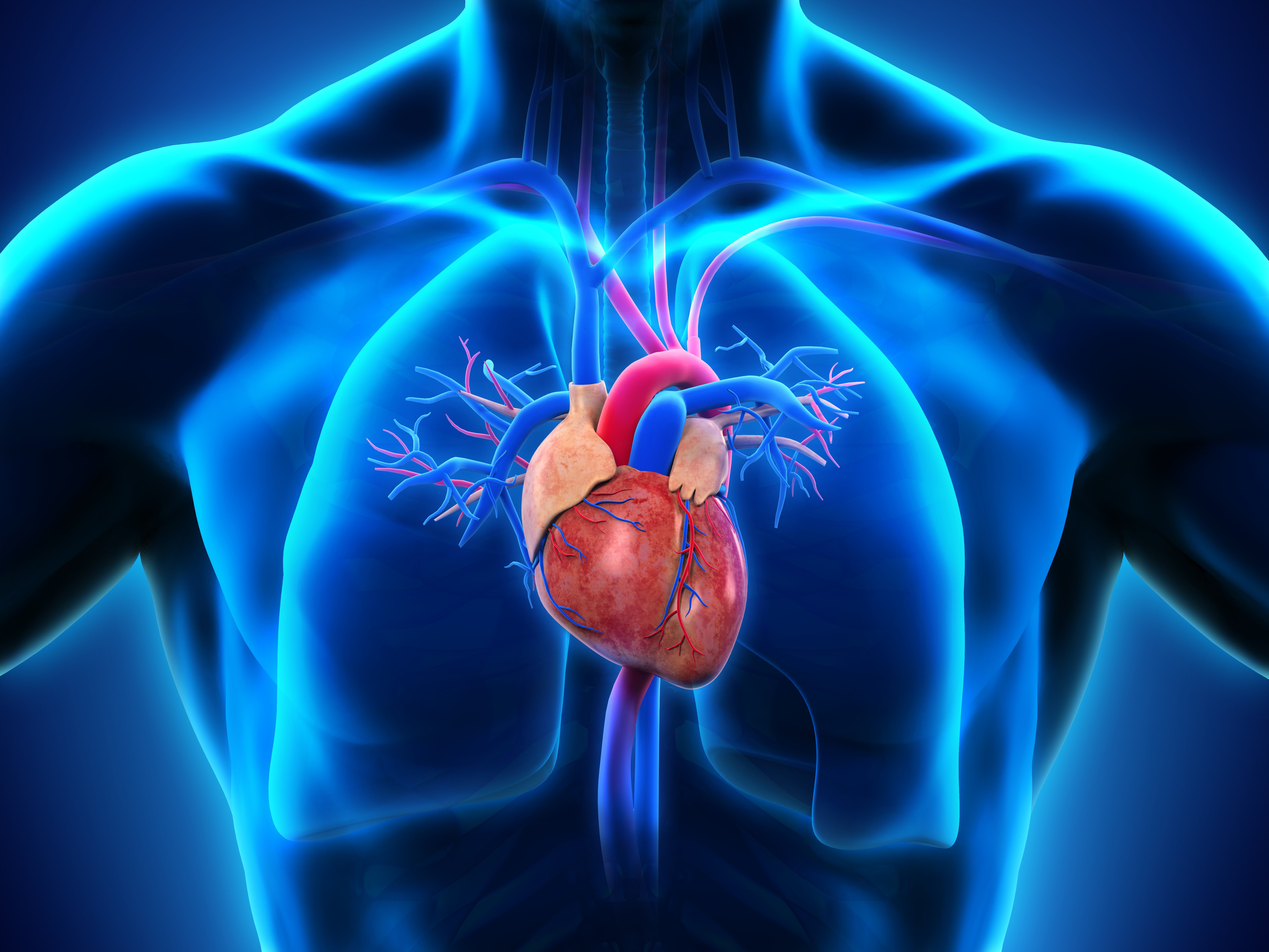 HEART POSITIONER HP3500 URCHIN EVO