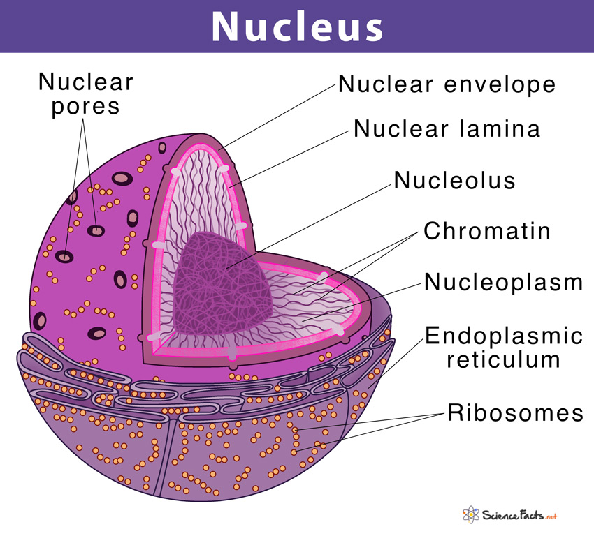 NUCLEUS REMOVAL SET 4.5MM