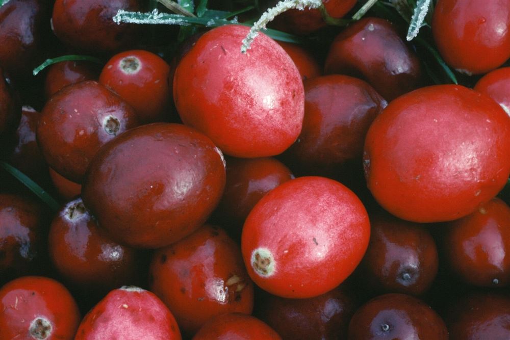 ARKOCAPS Cranberry Kaps VG 150 Stk