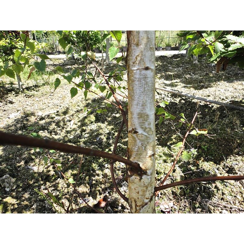 Alutard SQ-U 100'000 Betula verrucosa, Depotsuspension zur Injektion
