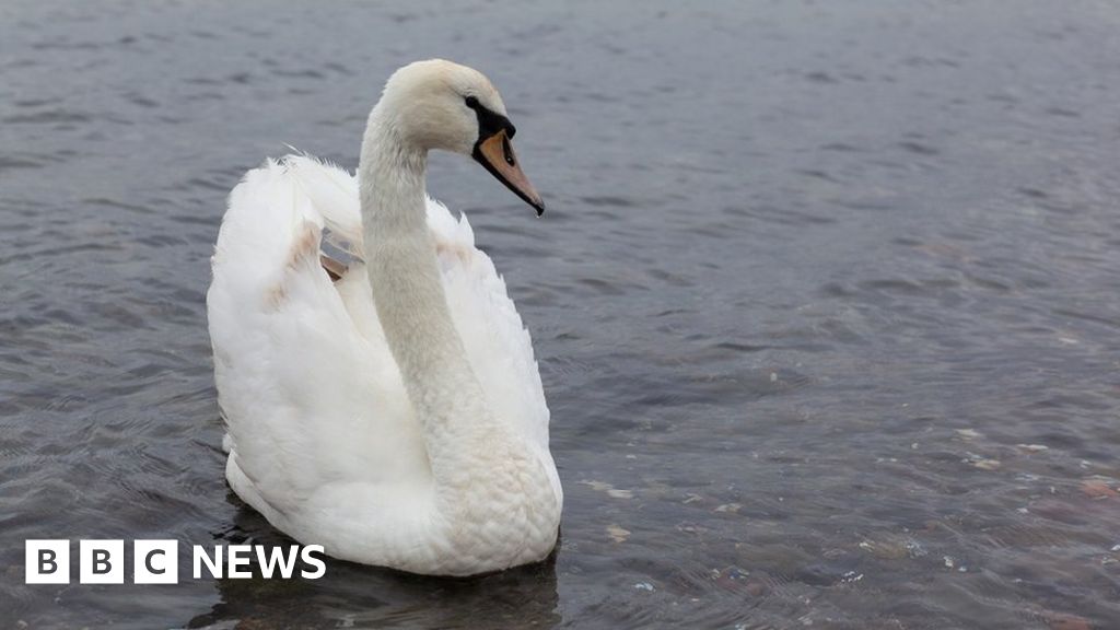 Flu-SWAN, Injektionslösung