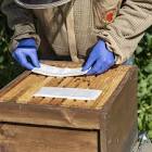 Provokations-Test Quercus robur, Pulver und Lösungsmittel zur Herstellung einer Provokationstestlösung