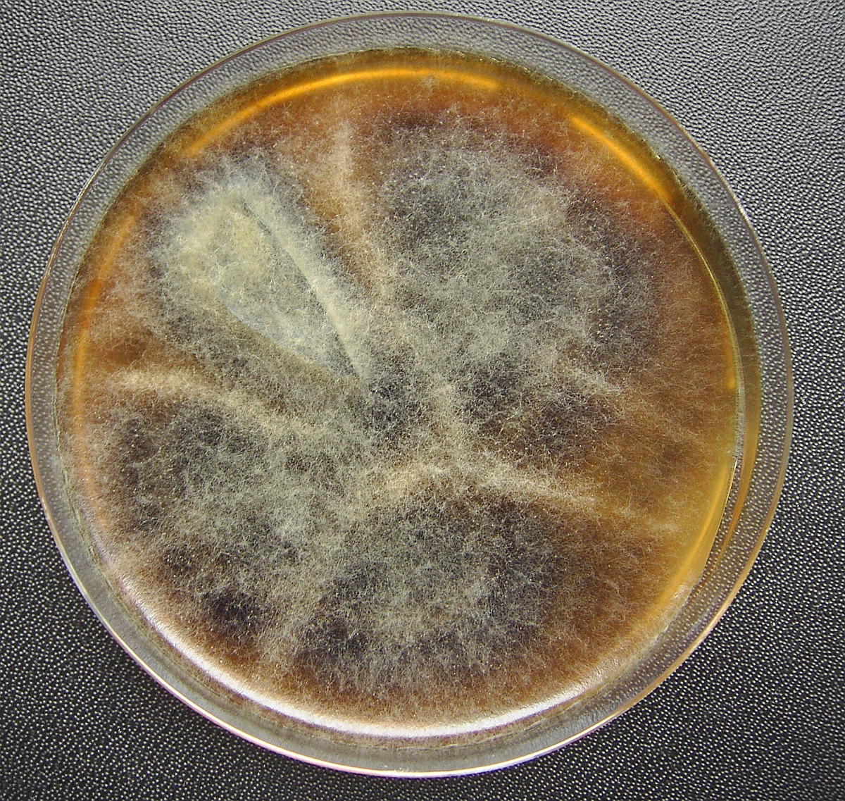 Provokations-Test Alternaria alternata, Pulver und Lösungsmittel zur Herstellung einer Provokationstestlösung