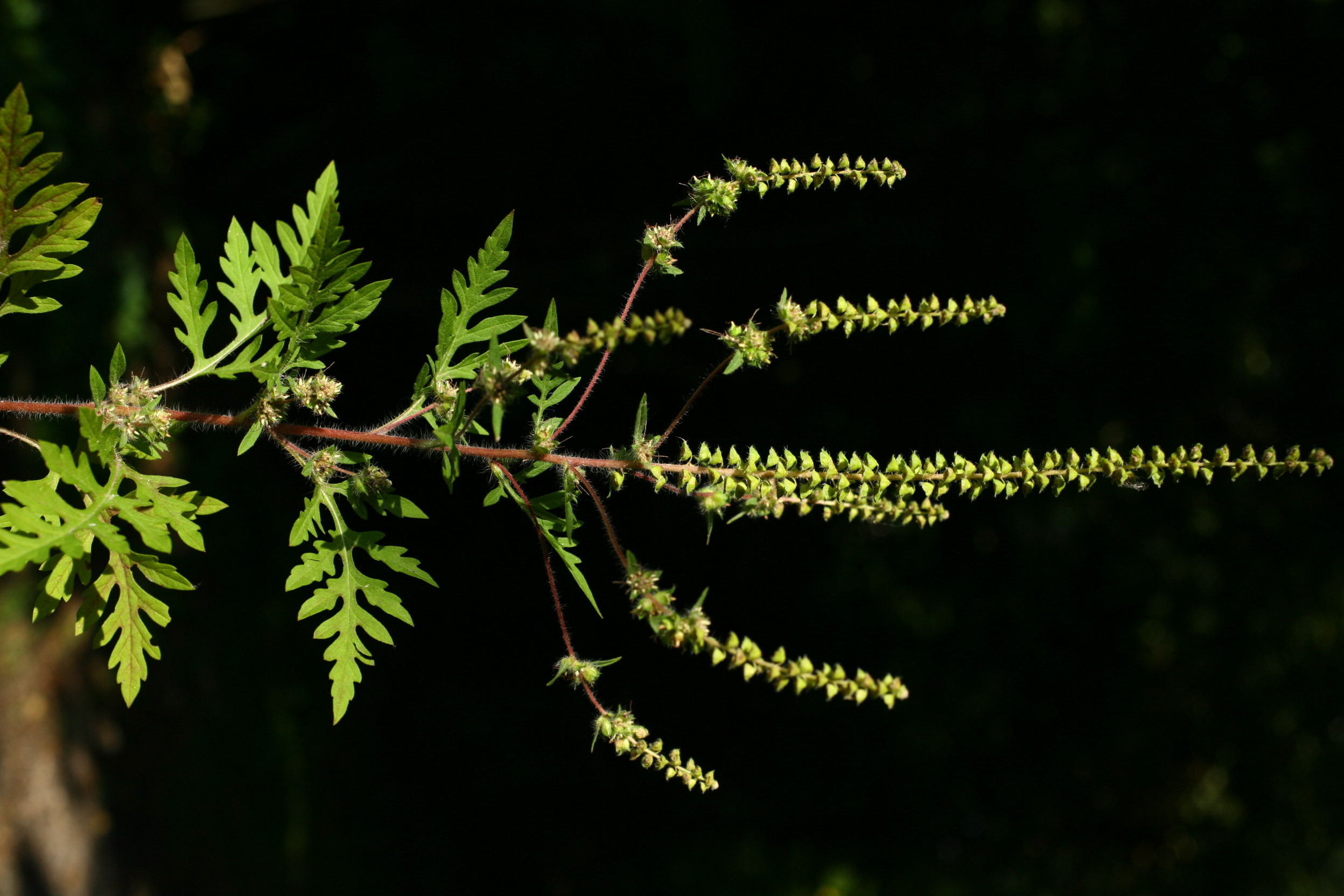Prick-Test Ambrosia artemisiifolia, Pricktestlösung