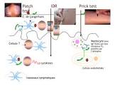 Prick-Test Ovum gallinae (albumen ovi), Pricktestlösung