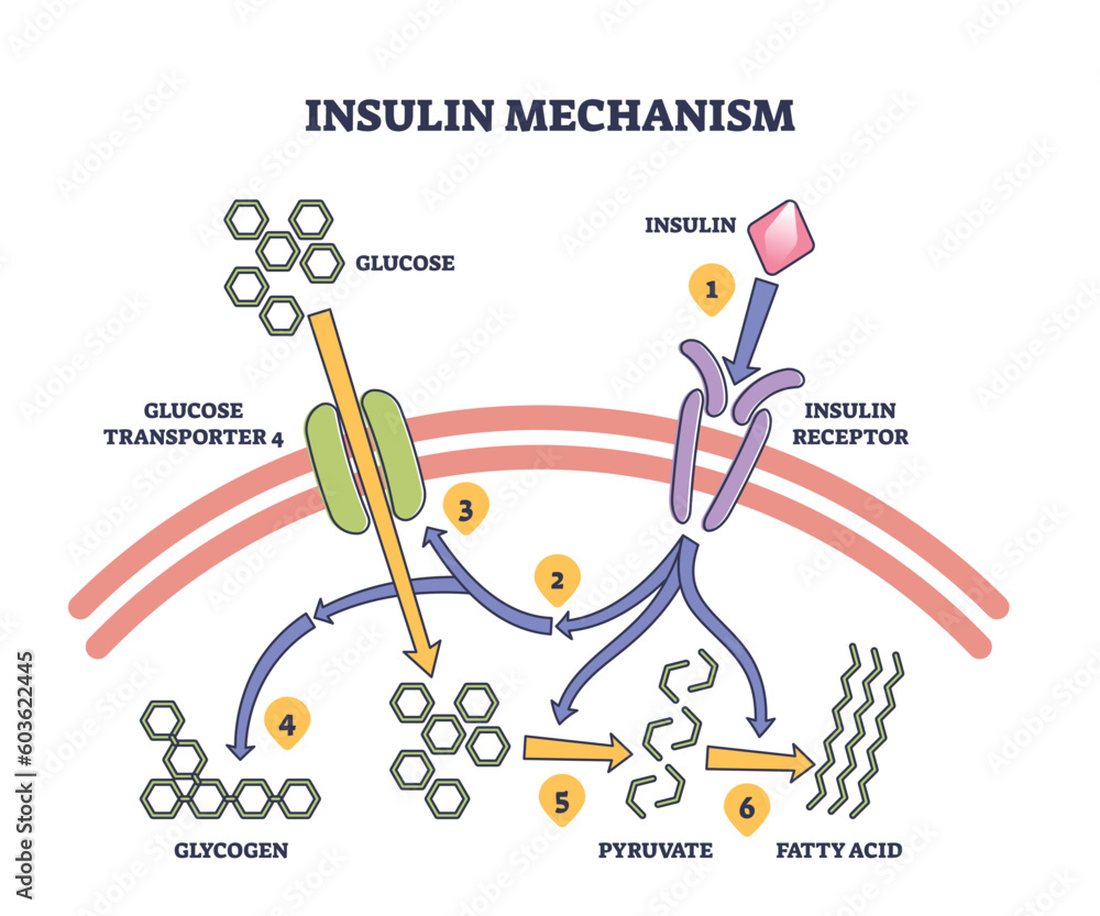 Insulin NovoNordisk NovoRapid FlexTouch, Injektionslösung