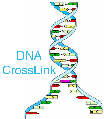 CROSSLINK 7002526 ADJ CROSSLINK MED