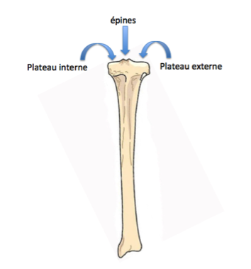 Tibial Plateau