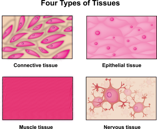TISSUE ADHESIVE CM001 FLEXIFUZE