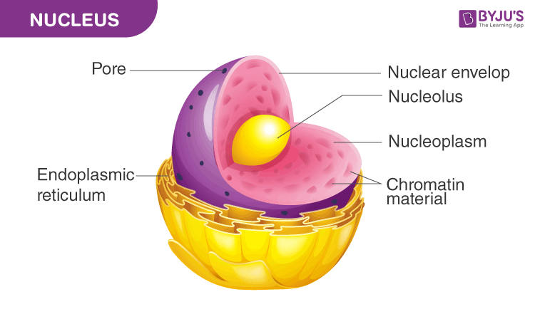 NUCLEUS REMOVAL SET 4.5MM