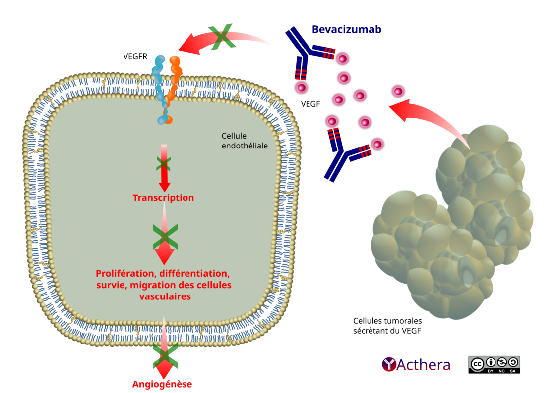 Bevacizumab-Teva 100 mg/4 ml, Konzentrat zur Herstellung einer Infusionslösung
