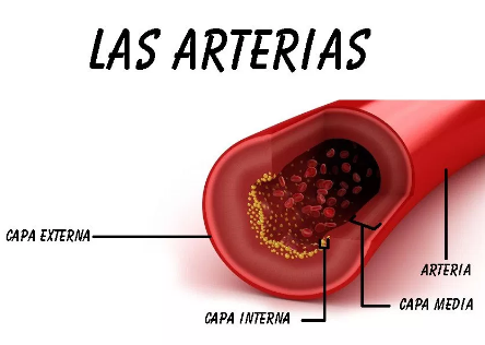 Arteria-vita N, Hartkapseln