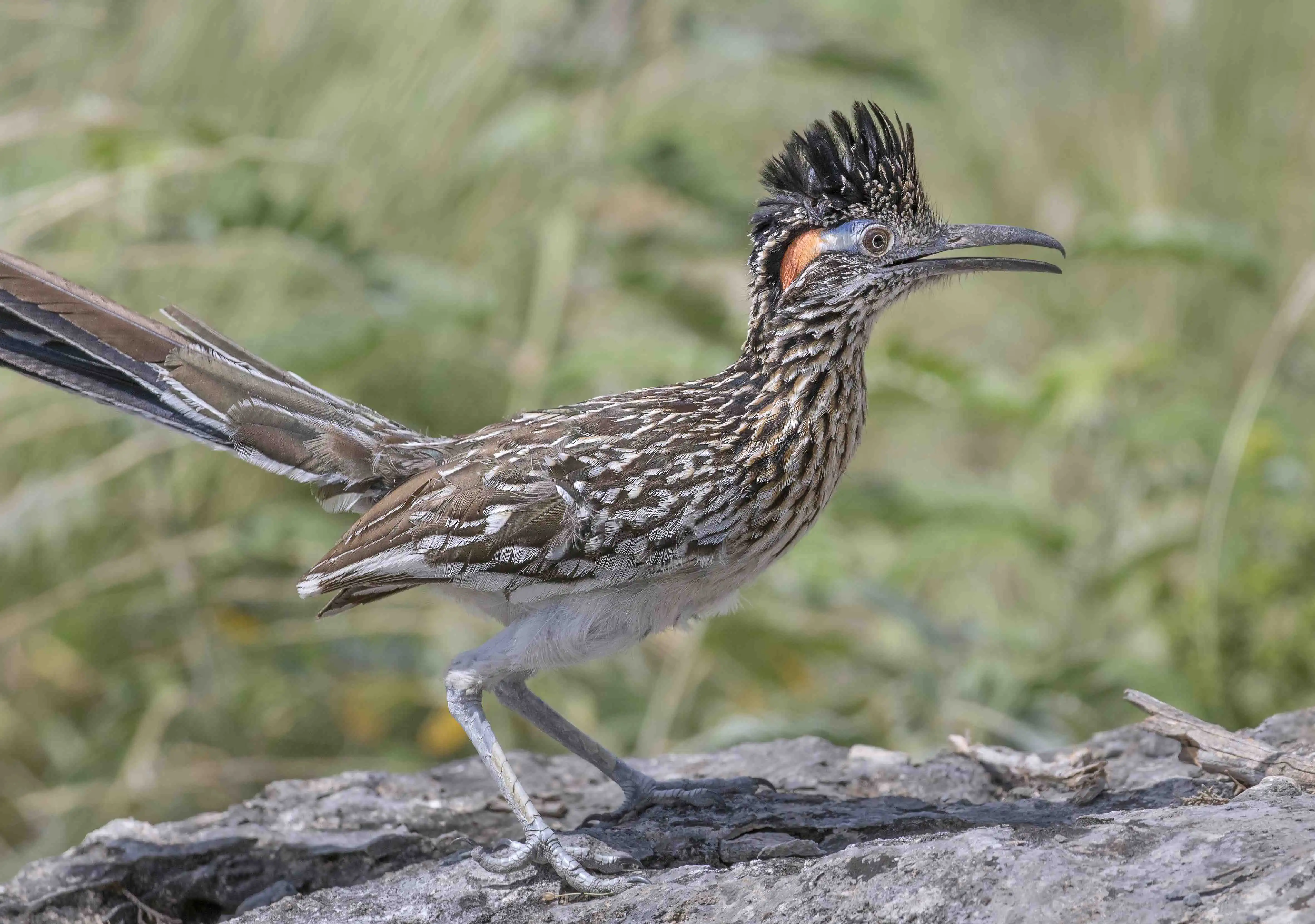 Roadrunner Uniglide Hydrophilic Wire Guide, 1 Each